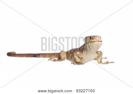 The Solomon Islands skink on white
