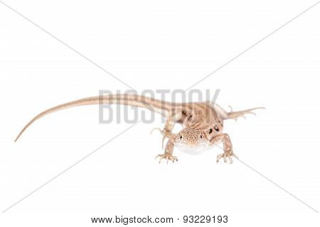 The rapid fringe-toed lizard on white