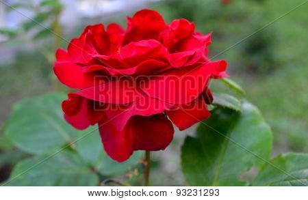 rose