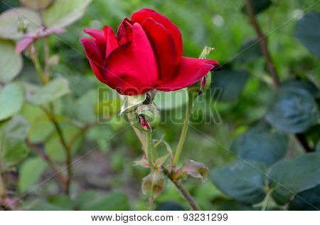 rose