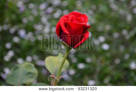 rose