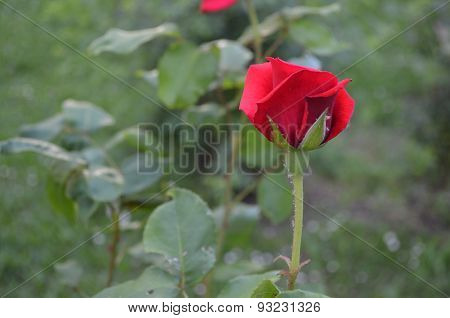 rose