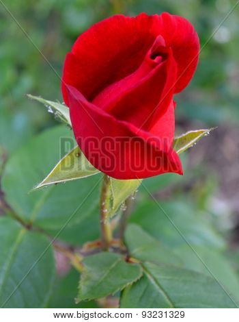 rose