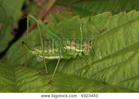 เหตุบุชคริกเก็ต (Leptophyes punctatissima)