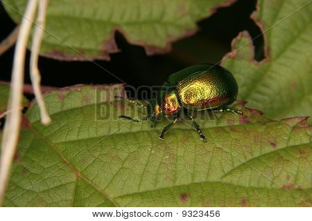 Coleottero gioiello (Buprestidae)
