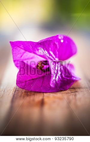 violet fresh flower