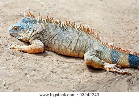 Iguana Or Lizard On Yellow Sand