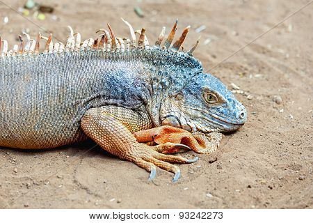 Iguana Or Lizard On Yellow Sand
