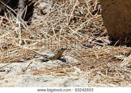 Lizard Or Lacertian Reptile