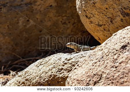 Lizard Or Lacertian Reptile