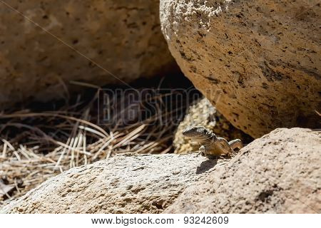 Lizard Or Lacertian Reptile