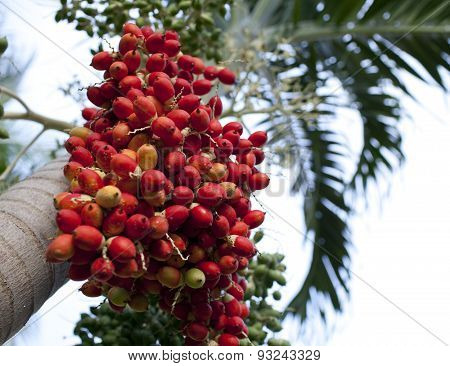 Red tropical berries -Fruit of the Christmas Palm (Manila Palm -Adonidia Merrillii)