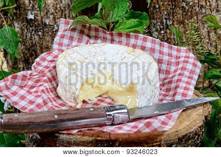 Camembert Cheese On A Piece Of Wood