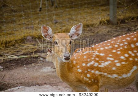 Chital Or Cheetal Deer (axis Axis)