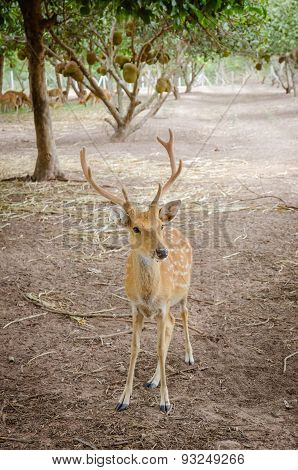Chital Or Cheetal Deer (axis Axis)