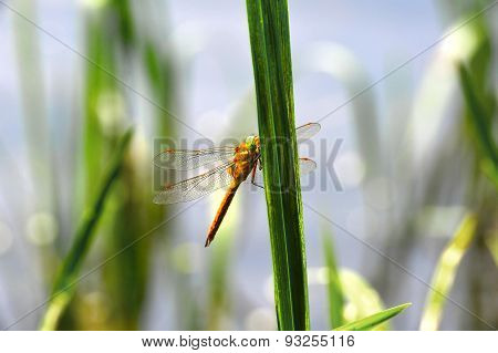 Dragonfly Sympetrum Close-up Sitting On The Grass