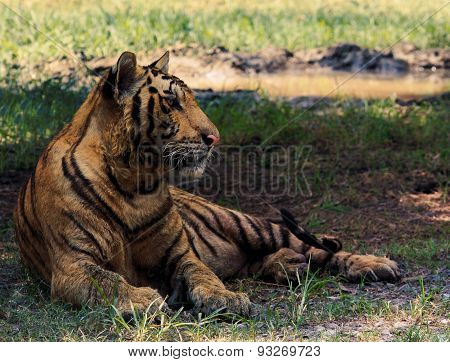 inchinese tiger lying relaxing on field