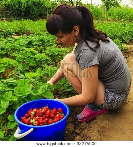 picking strawberry in garden