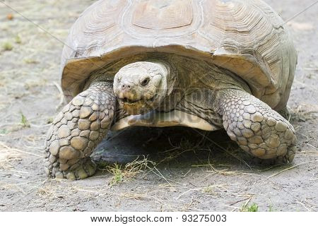 African Spurred Tortoise (centrochelys Sulcata)