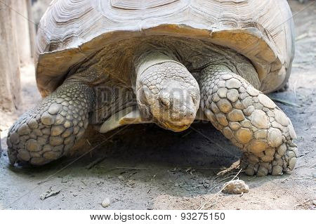 African Spurred Tortoise (centrochelys Sulcata)