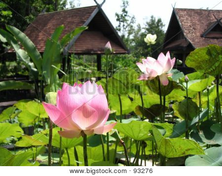 Fiore di loto davanti al padiglione thailandese