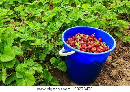 Strawberries in a bucket on the grass