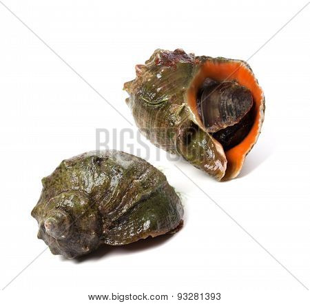 Two Veined Rapa Whelk