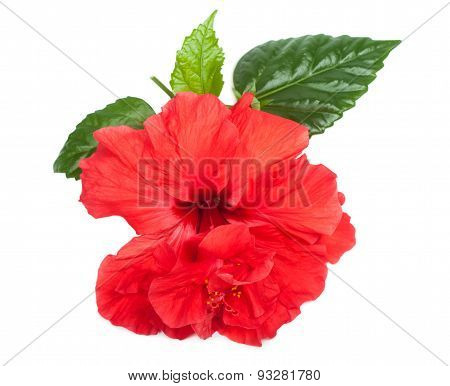 Chinese Rose With Green Leaves