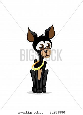 Chihuahua On A White Background