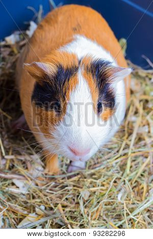 guinea pig