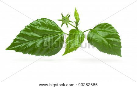 Bud With Leaves