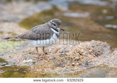 Small Three Banded Plover Wading On The Muddy Shore Of Pond