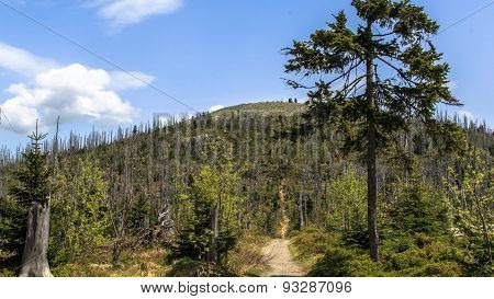Forest Dieback