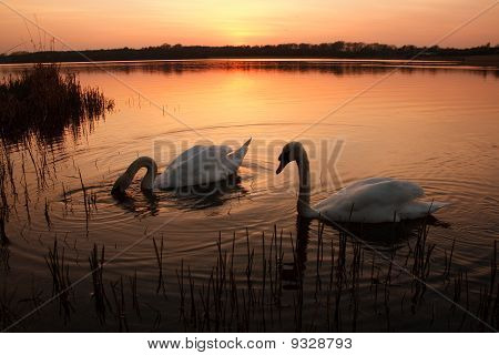Cigni al tramonto