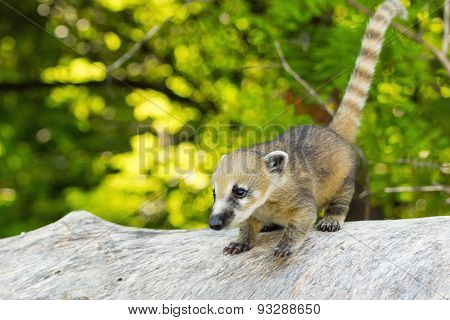 South American Coati (nasua Nasua) Baby