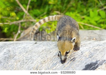 South American Coati (nasua Nasua) Baby