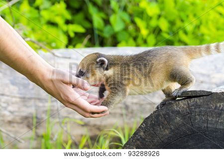 South American Coati (nasua Nasua) Baby