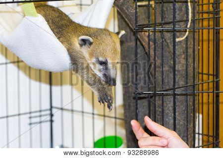 South American Coati (nasua Nasua) Baby