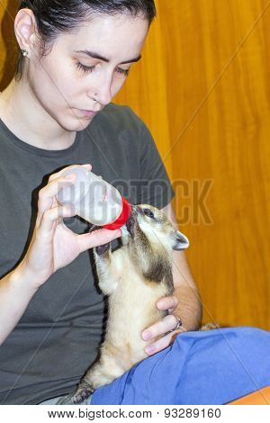 South American Coati (nasua Nasua) Baby