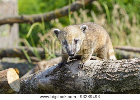 South American Coati (nasua Nasua) Baby