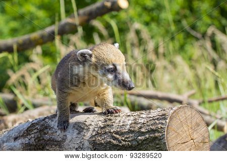 South American Coati (nasua Nasua) Baby
