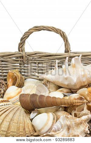 Seashells In Old Wicker Basket. Vertically.