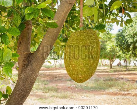 Jackfruit On Tree