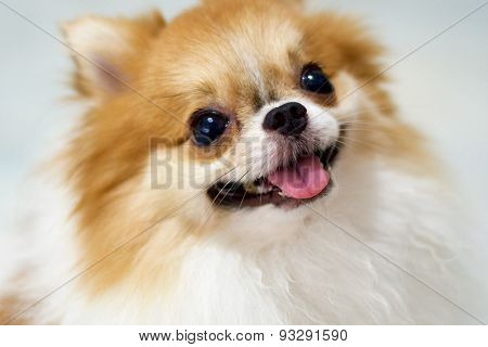 Cute pomeranian smiling