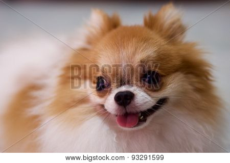 cute parti Pomeranian