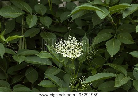 Sambucus nigra or elder