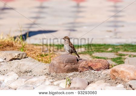 House Sparrow