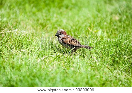 House Sparrow