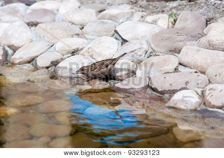 House Sparrow