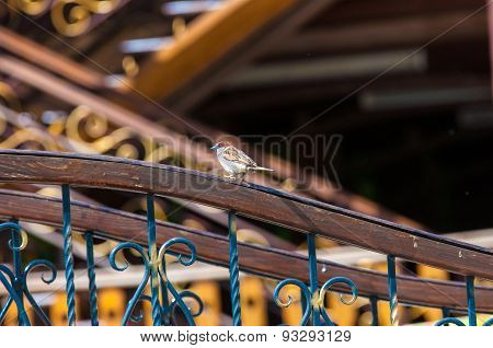 House Sparrow